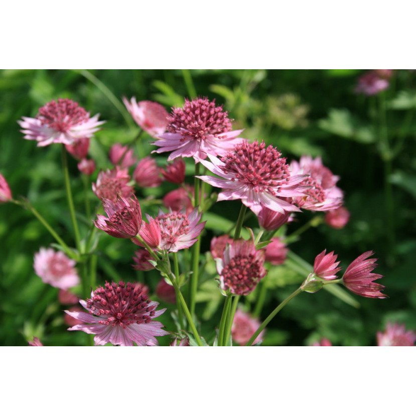 ASTRANCIJA (ASTRANTIA MAJOR) 'ROMA'