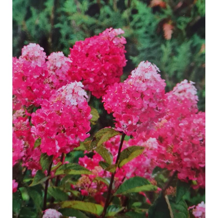 ŠLUOTELINĖ HORTENZIJA (HYDRANGEA PANICULATA) 'FRAMBOISINE® RENSAM SAMARSKAYA LYDIA''