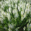 GOJINIS ŠALAVIJAS (SALVIA NEMOROSA) 'ADRIAN'