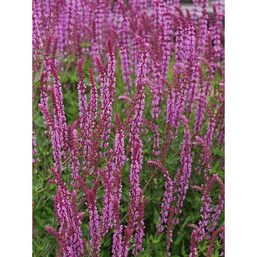 GOJINIS ŠALAVIJAS (SALVIA NEMOROSA) 'AMETHYST'