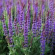 GOJINIS ŠALAVIJAS (SALVIA NEMOROSA) 'OSTFRIESLAND'