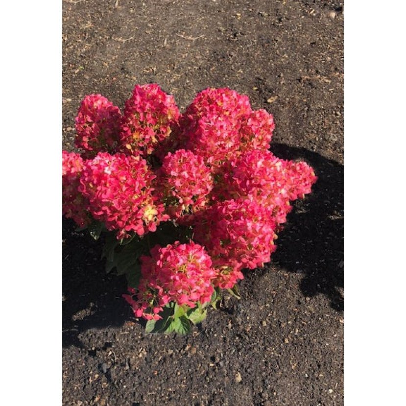 ŠLUOTELINĖ HORTENZIJA (HYDRANGEA PANICULATA) 'LIVING LITTLE ROSY'