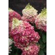 ŠLUOTELINĖ HORTENZIJA (HYDRANGEA PANICULATA) 'LIVING COLORFUL COCKTAIL'