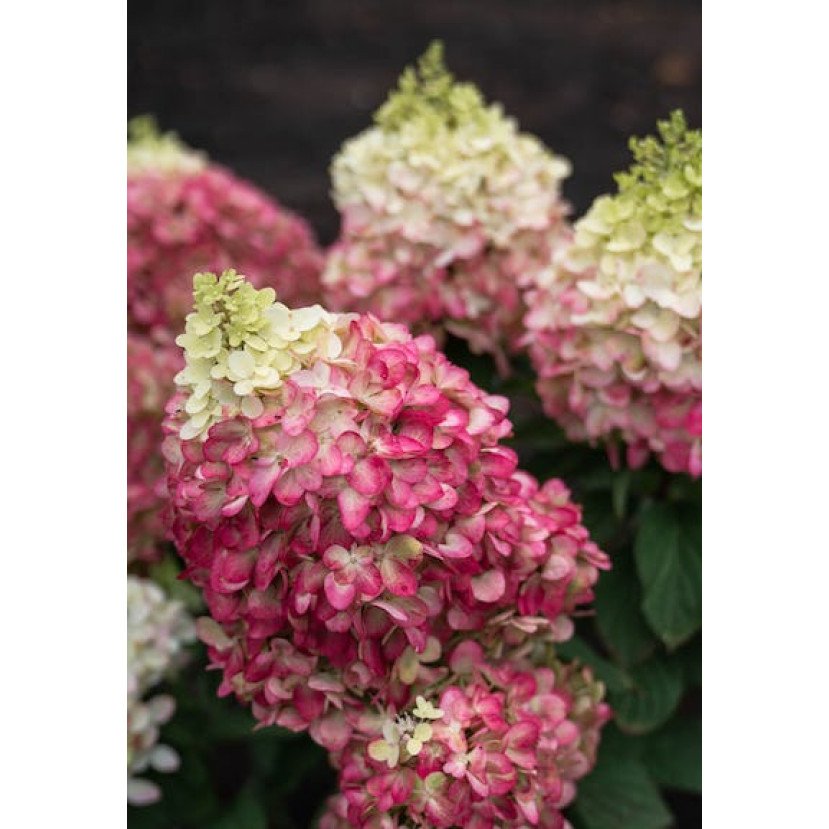 ŠLUOTELINĖ HORTENZIJA (HYDRANGEA PANICULATA) 'LIVING COLORFUL COCKTAIL'