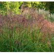 KININIS MISKANTAS (MISCANTHUS SINESIS) 'FLAMINGO'