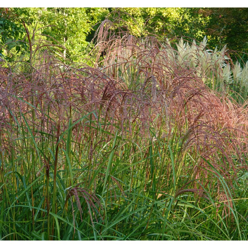 KININIS MISKANTAS (MISCANTHUS SINESIS) 'FLAMINGO'