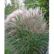 KININIS MISKANTAS (MISCANTHUS SINESIS) 'KLEINE SILBERSPINNE'