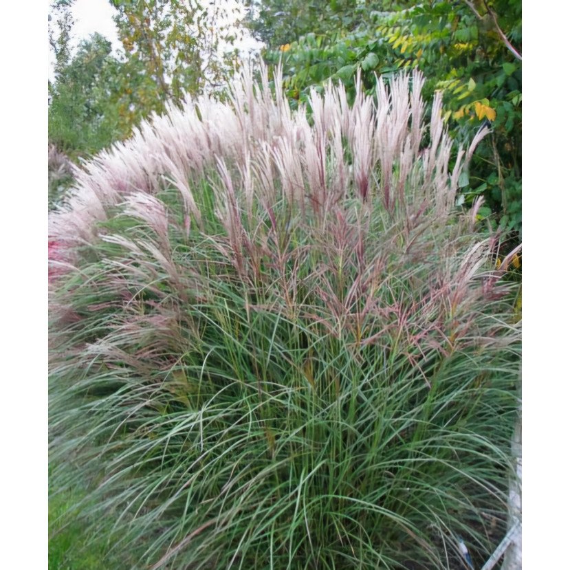 KININIS MISKANTAS (MISCANTHUS SINESIS) 'KLEINE SILBERSPINNE'