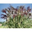 KININIS MISKANTAS (MISCANTHUS SINESIS) 'BOUCLE'