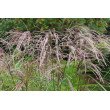 KININIS MISKANTAS (MISCANTHUS SINESIS) 'FLAMINGO'