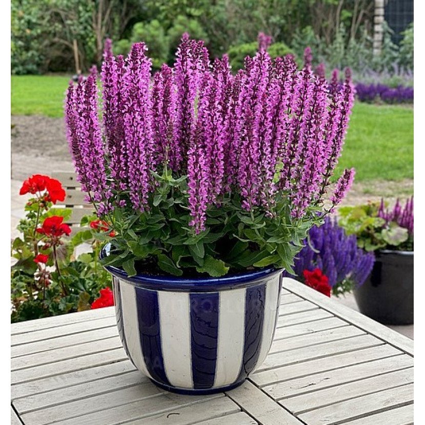 GOJINIS ŠALAVIJAS (SALVIA NEMOROSA) 'PINK RIANNE'