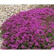 ČIOBRELIS (THYMUS SERPHYLLUM) 'COCCINEUS'