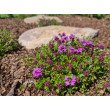 ČIOBRELIS (THYMUS SERPHYLLUM) 'COCCINEUS'