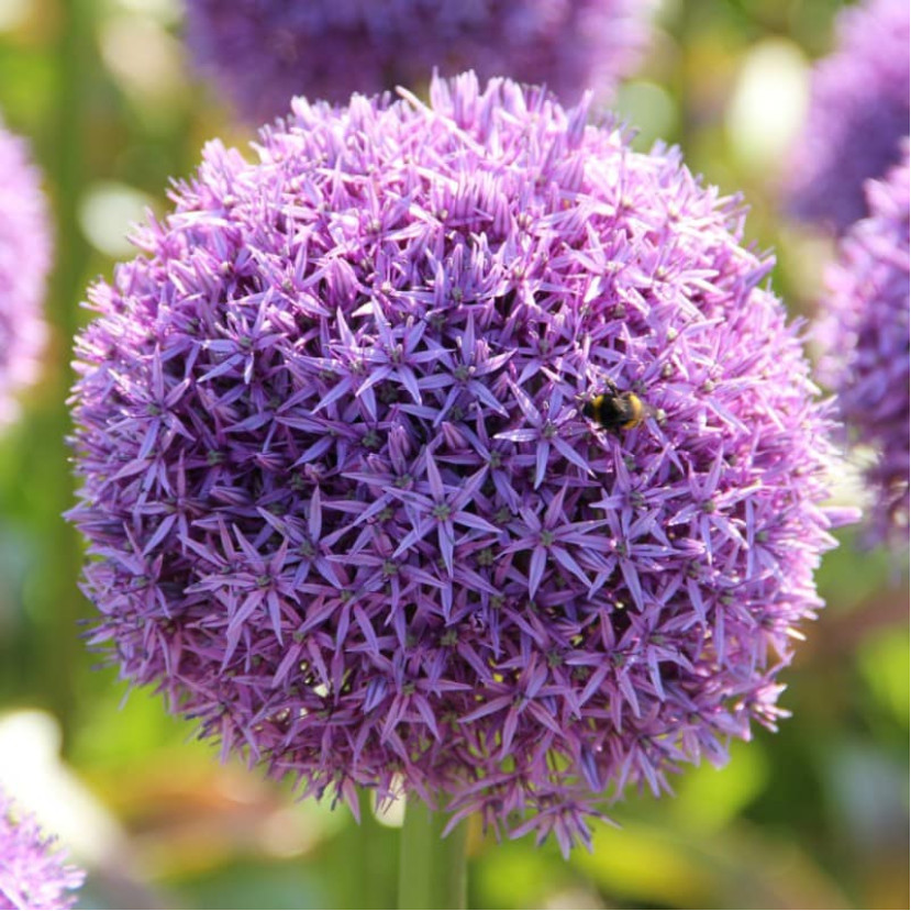 ČESNAKAS (ALLIUM) 'GLOBEMASTER'