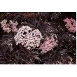 JUODUOGIS ŠEIVAMEDIS (SAMBUCUS NIGRA) 'BLACK LACE'