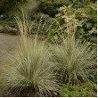 SMAILIAŽIEDIS LENDRŪNAS (CALAMAGROSTIS X ACUTIFLORA) 'OVERDAM'