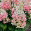 ŠLUOTELINĖ HORTENZIJA (HYDRANGEA PANICULATA) 'CANDLELIGHT'