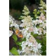 ŠLUOTELINĖ HORTENZIJA (HYDRANGEA PANICULATA) 'CONFETTI'