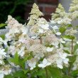 ŠLUOTELINĖ HORTENZIJA (HYDRANGEA PANICULATA) 'CONFETTI'