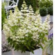 ŠLUOTELINĖ HORTENZIJA (HYDRANGEA PANICULATA) 'CONFETTI'