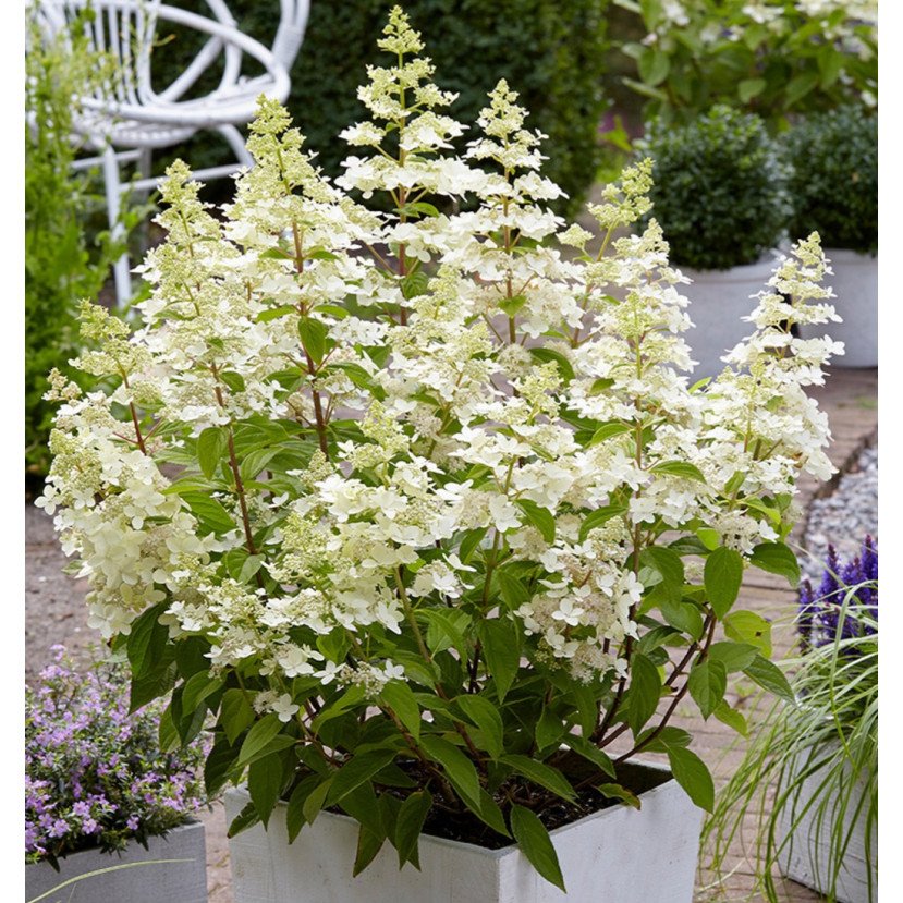 ŠLUOTELINĖ HORTENZIJA (HYDRANGEA PANICULATA) 'CONFETTI'