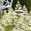 ŠLUOTELINĖ HORTENZIJA (HYDRANGEA PANICULATA) 'CONFETTI'