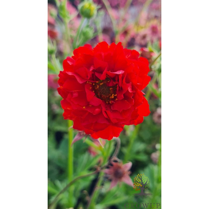 ŽIOGNAGĖ (GEUM) 'SAMBA SUNSET'