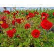 ŽIOGNAGĖ (GEUM) 'SAMBA SUNSET'