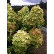 ŠLUOTELINĖ HORTENZIJA (HYDRANGEA PANICULATA) 'GRAFFITI'