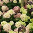 ŠLUOTELINĖ HORTENZIJA (HYDRANGEA PANICULATA) 'GRAFFITI'