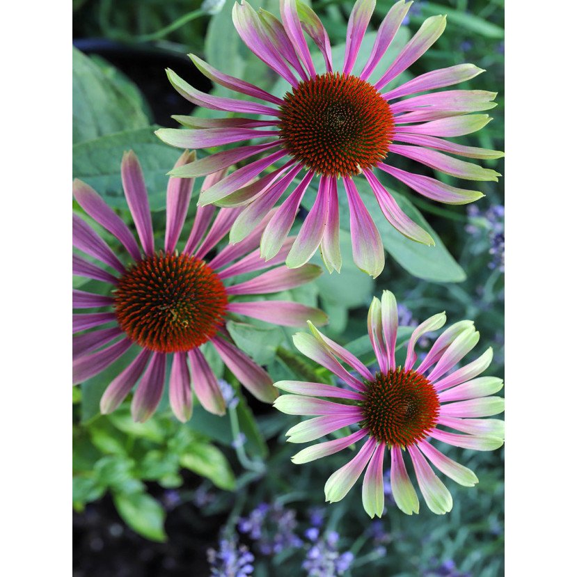 EŽIUOLĖ (ECHINACEA PURPUREA) 'GREEN TWISTER'