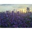 KATŽOLĖ (NEPETA) 'PURRSIAN BLUE'