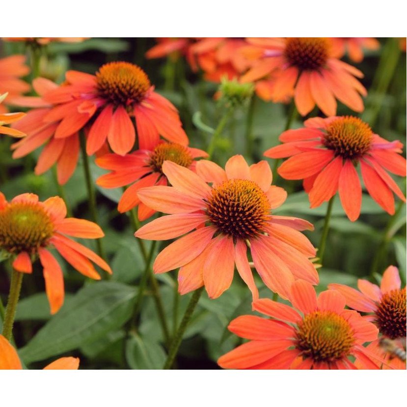 EŽIUOLĖ (ECHINACEA PURPUREA) 'LAKOTA ORANGE'