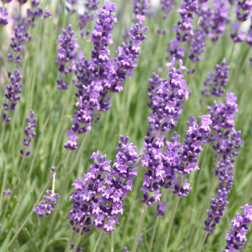 LEVANDA (LAVANDULA ANGUSTIFOLIA) 'HIDCOTE BLUE'