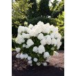 ŠLUOTELINĖ HORTENZIJA (HYDRANGEA PANICULATA) 'LIVING SUMMER SNOW'