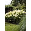 ŠLUOTELINĖ HORTENZIJA (HYDRANGEA PANICULATA) 'LIVING SUMMER SNOW'