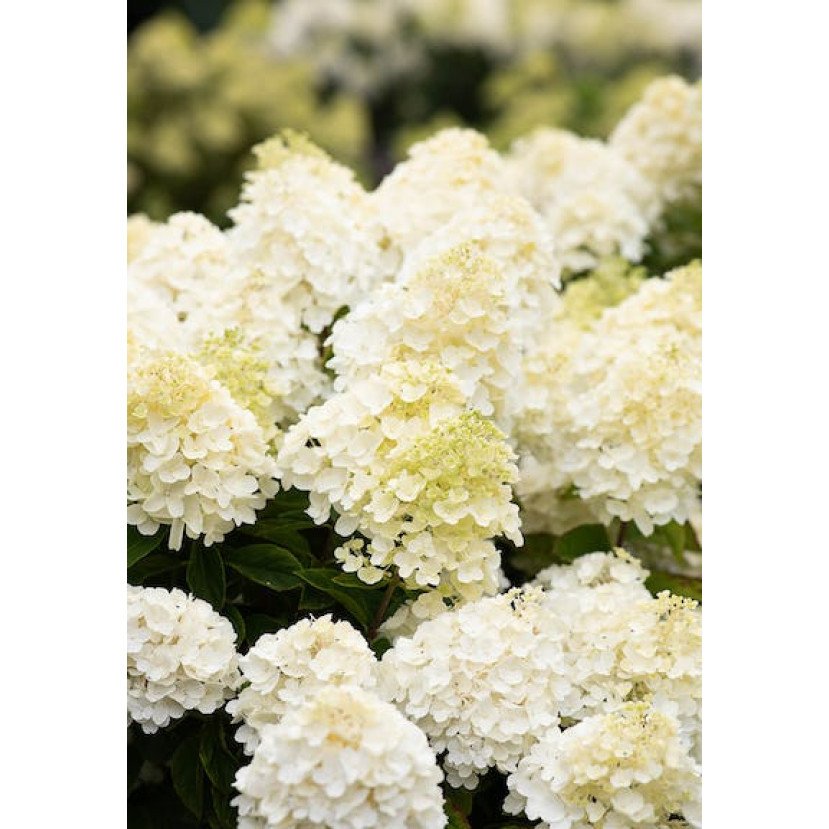 ŠLUOTELINĖ HORTENZIJA (HYDRANGEA PANICULATA) 'LIVING SUMMER SNOW'