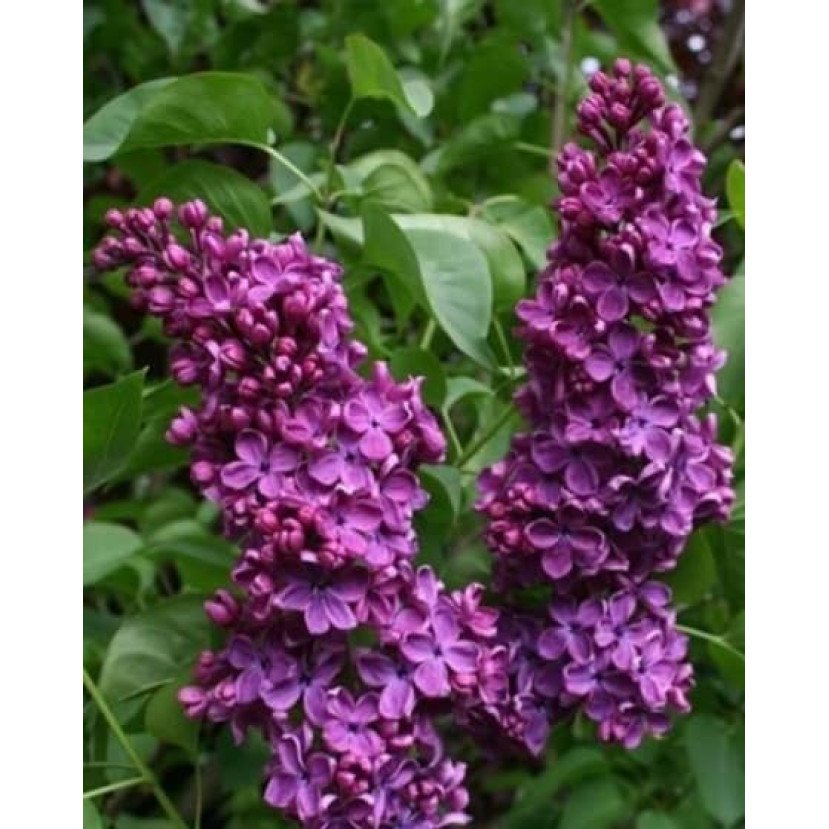 ALYVA PAPRASTOJI (SYRINGA VULGARIS) 'ANDENKEN AN LUDWIG SPATH'