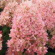 ŠLUOTELINĖ HORTENZIJA (HYDRANGEA PANICULATA) 'MAGICAL SWEET SUMMER'