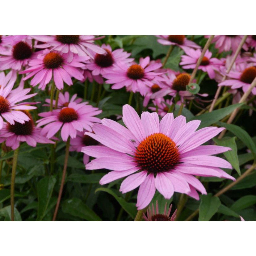 EŽIUOLĖ (ECHINACEA PURPUREA) 'MAGNUS'