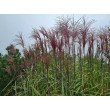 KININIS MISKANTAS (MISCANTHUS SINESIS) 'MALEPARTUS'