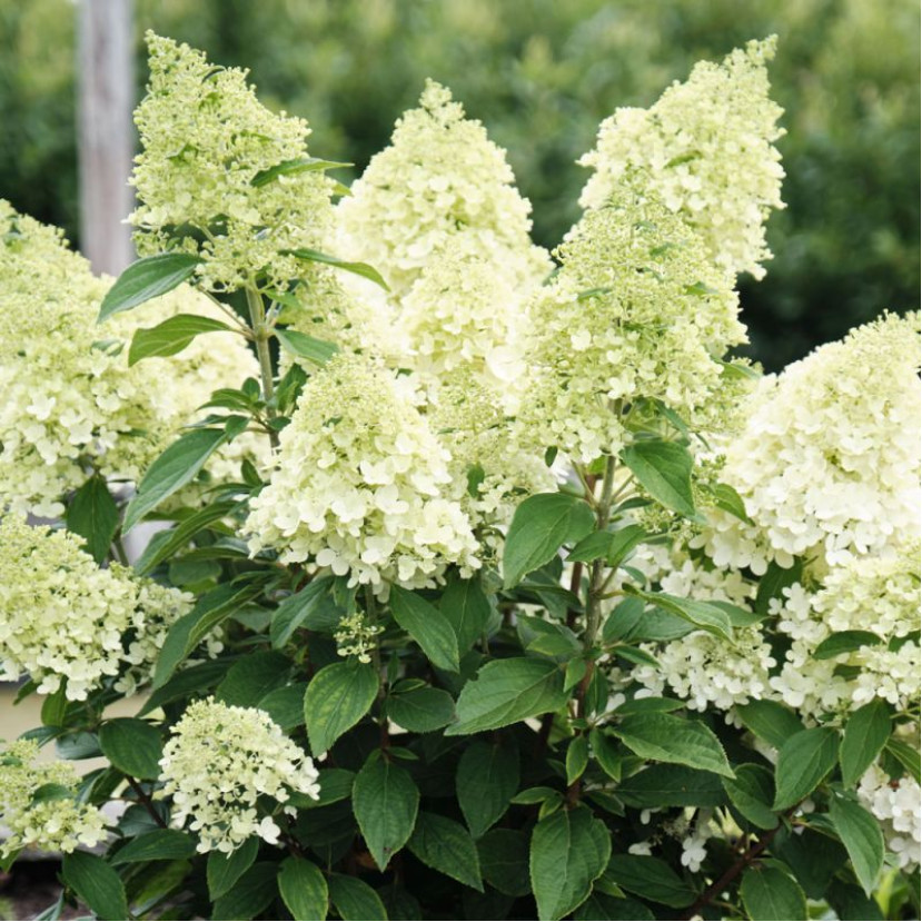 ŠLUOTELINĖ HORTENZIJA (HYDRANGEA PANICULATA) 'MAGICAL MATTERHORN'