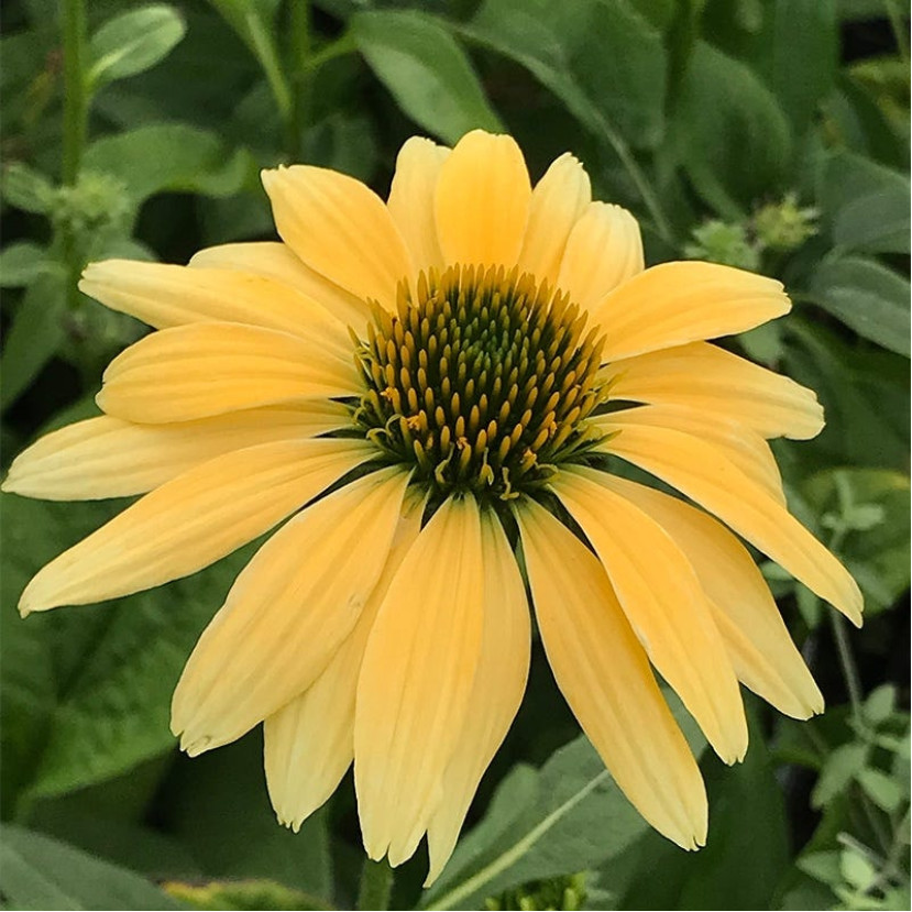 EŽIUOLĖ (ECHINACEA PURPUREA) 'MELLOW YELLOWS'