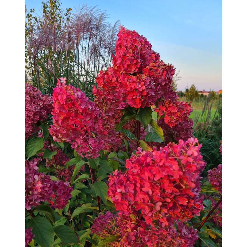 ŠLUOTELINĖ HORTENZIJA (HYDRANGEA PANICULATA) 'MELBA FRAISE'