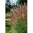 KININIS MISKANTAS (MISCANTHUS SINESIS) 'RED CHIEF'