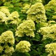 ŠLUOTELINĖ HORTENZIJA (HYDRANGEA PANICULATA) 'MOJITO'