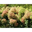 ŠLUOTELINĖ HORTENZIJA (HYDRANGEA PANICULATA) 'MOJITO'