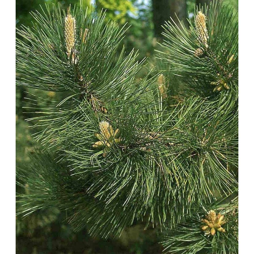 JUODOJI PUŠIS (PINUS NIGRA VAR. AUSTRIACA)