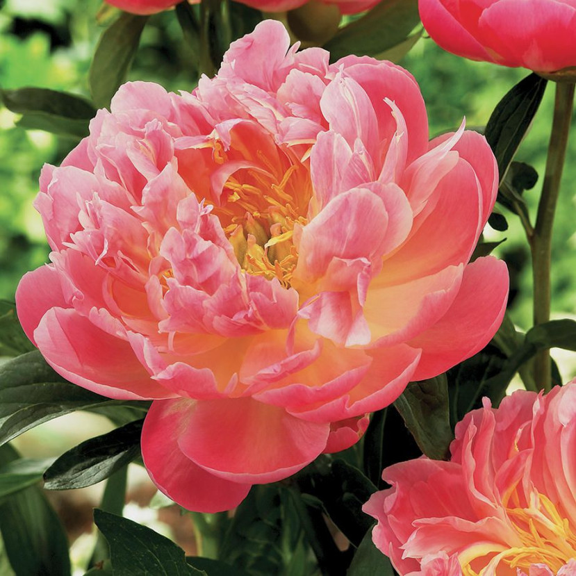 BIJŪNAS (PAEONIA) 'PINK HAWAIIAN CORAL'