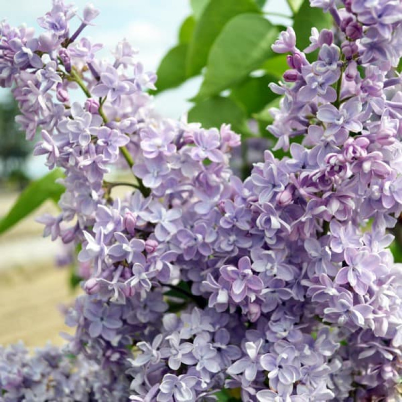 ALYVA PAPRASTOJI (SYRINGA VULGARIS) 'PRESIDENT GREVY'